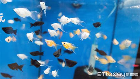 室內養魚|8種適合新手養的魚 1500元就能在家打造「療癒水族箱」